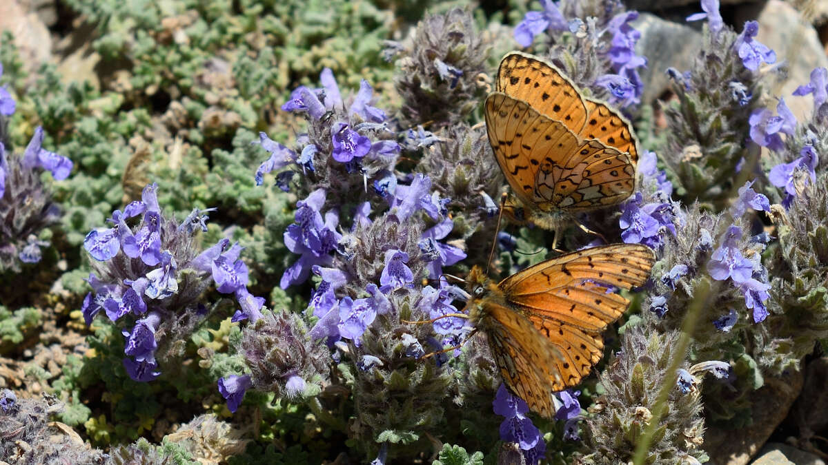 Image of Boloria erubescens