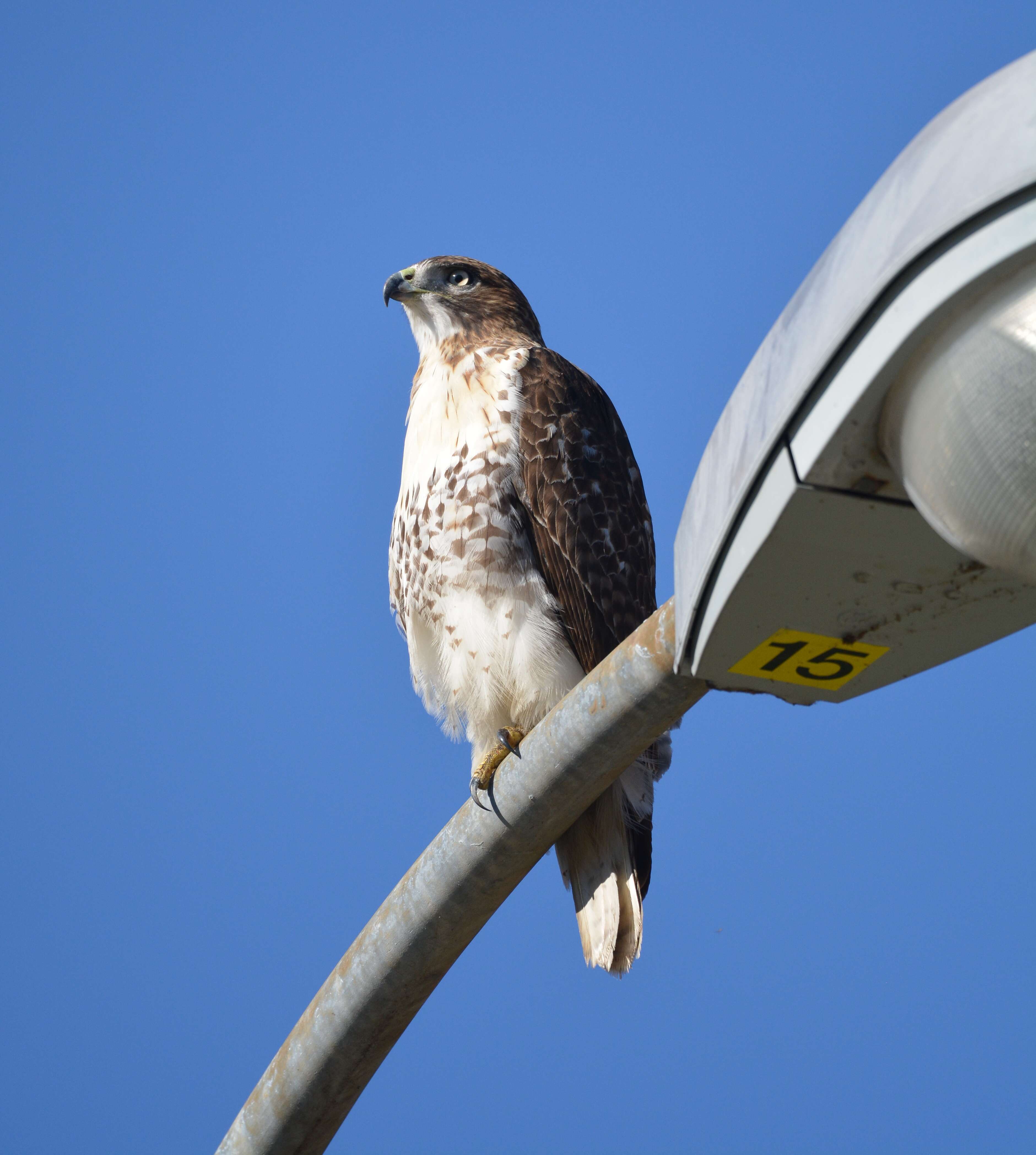 Image of Red-tailed Hawk