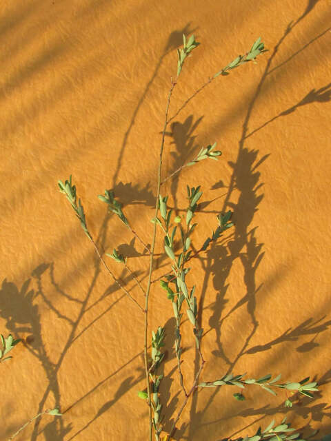 Image of smartweed leaf-flower