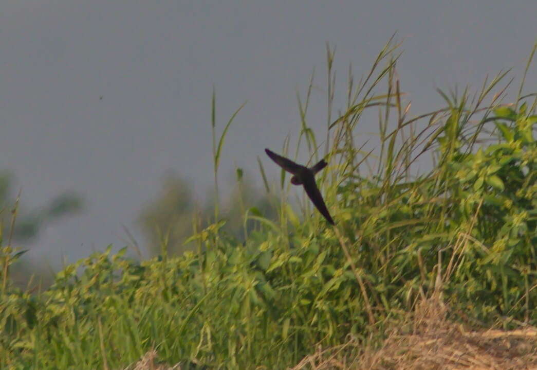 Image of Himalayan Swiftlet