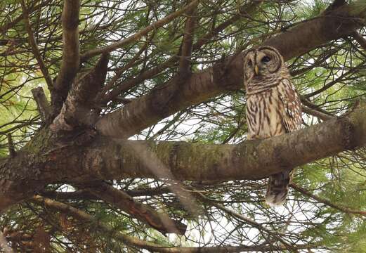 Image of Barred Owl