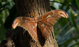 Image of atlas moth