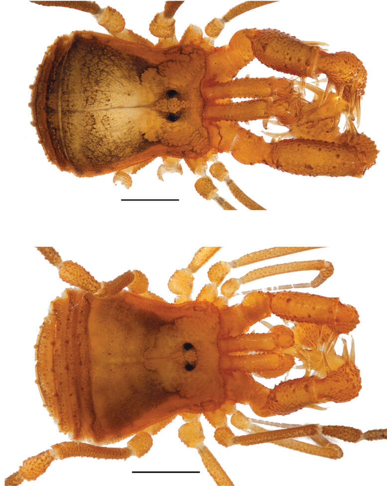 Image of Cladonychiidae