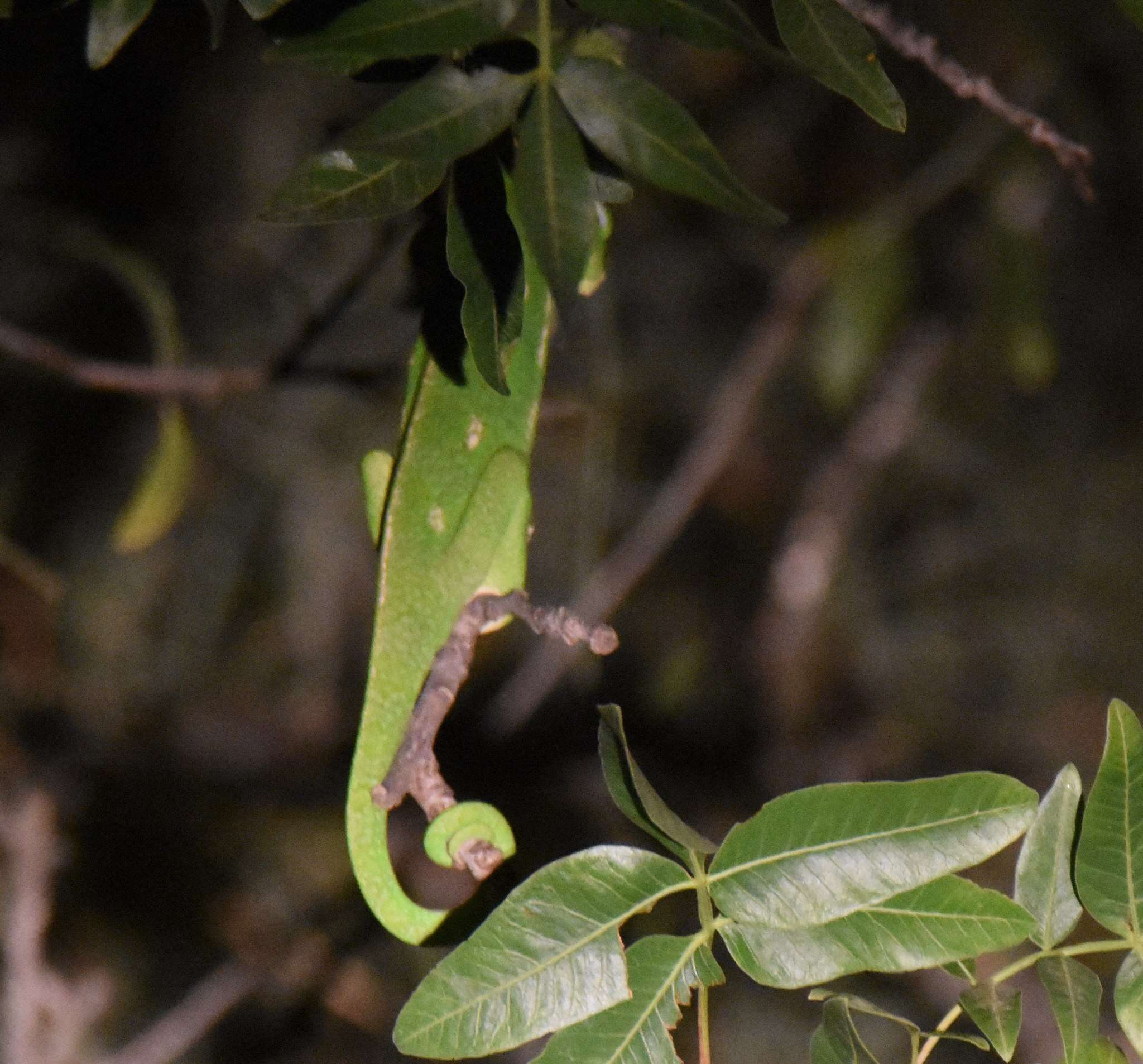 Image de Caméléon commun