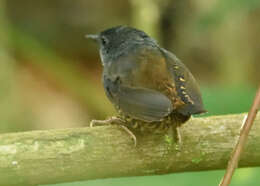 Image of Santa Marta Tapaculo