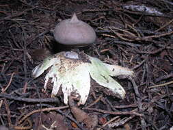 Image of Beaked Earthstar