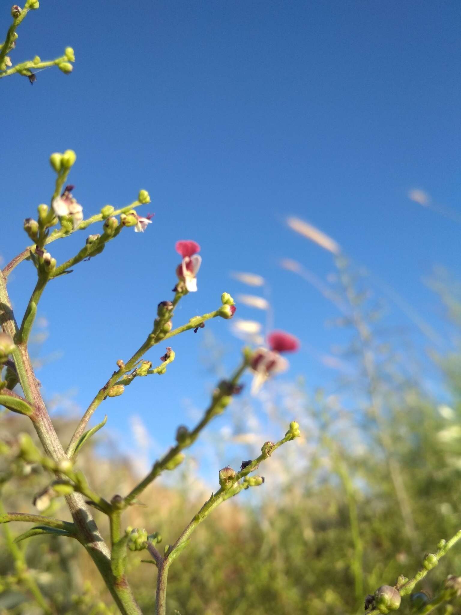 صورة Scrophularia xanthoglossa Boiss.