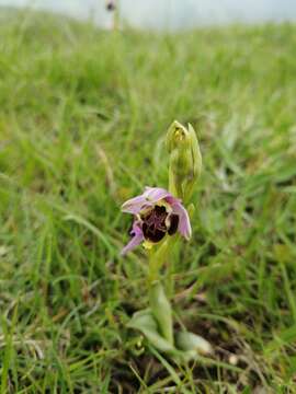 Image of Ophrys vetula Risso