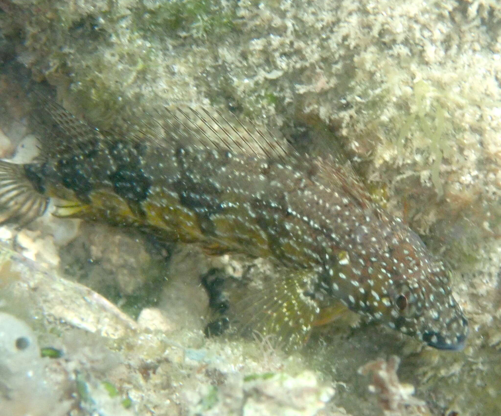 Image of Sonora blenny