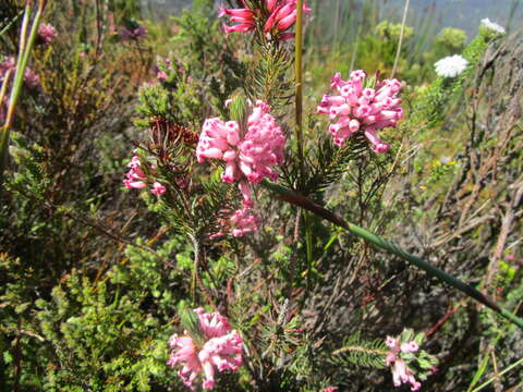 Image of Erica georgica Guthrie & Bolus