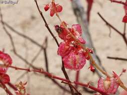 Rumex pictus Forsskál的圖片