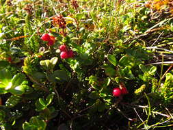 Image of lingonberry