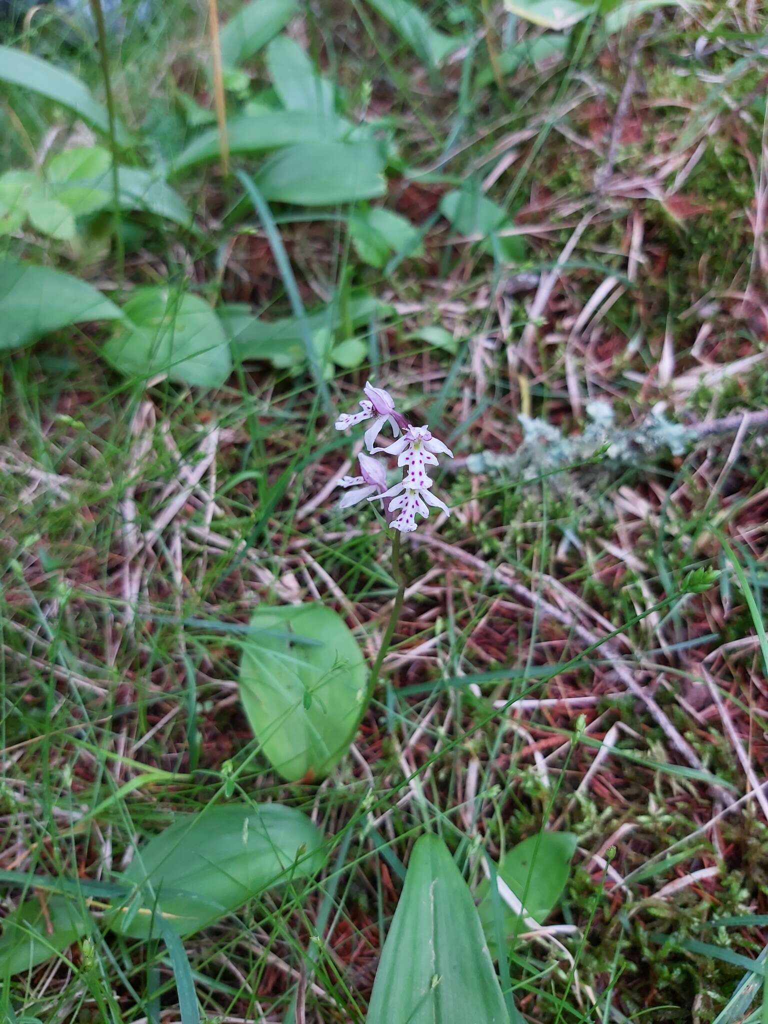 Galearis rotundifolia (Banks ex Pursh) R. M. Bateman resmi