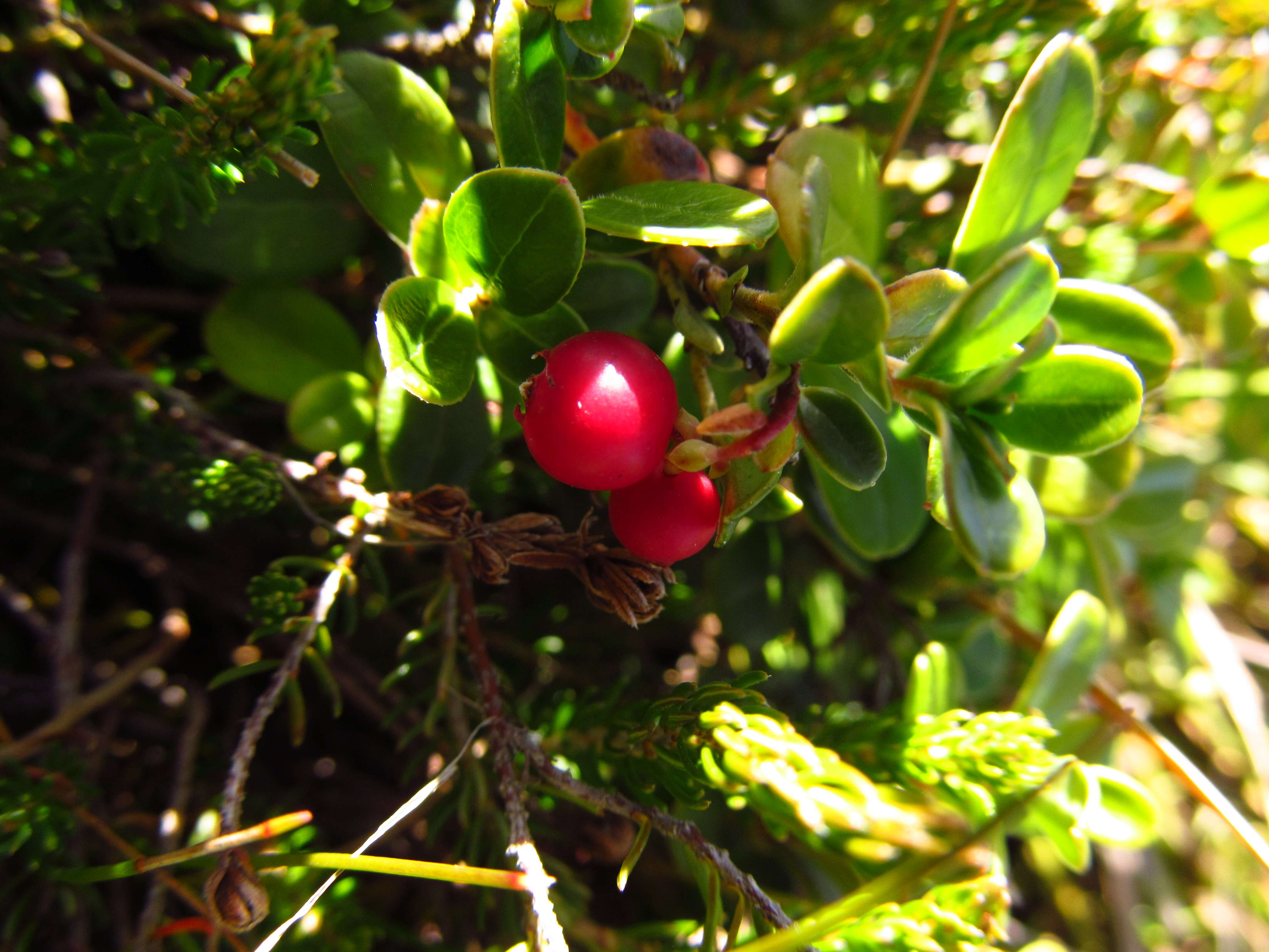 Image of lingonberry