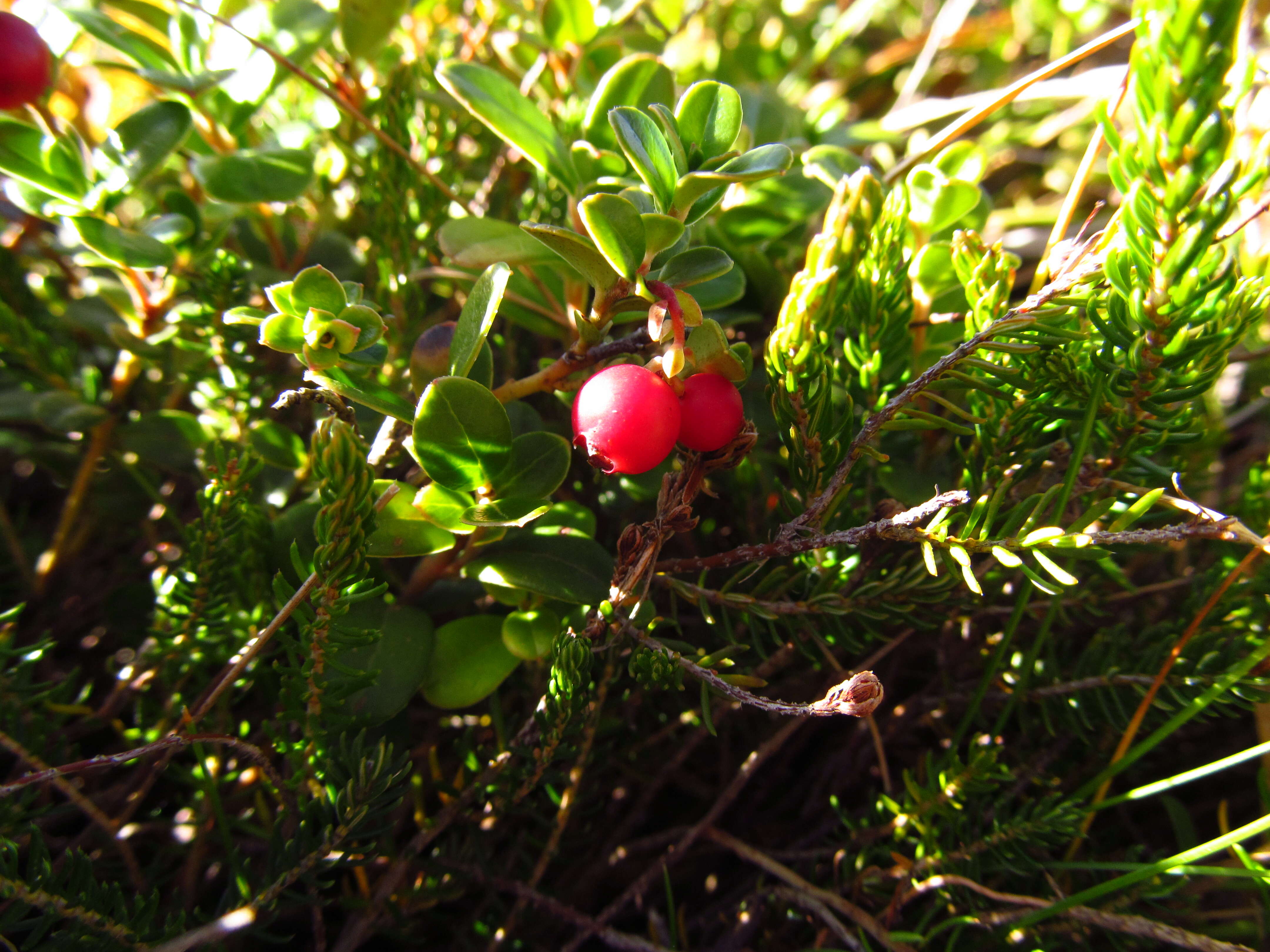 Image of lingonberry