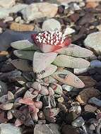 Image of Crassula congesta N. E. Br.