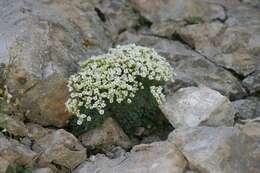 Sivun Saxifraga squarrosa Sieber kuva