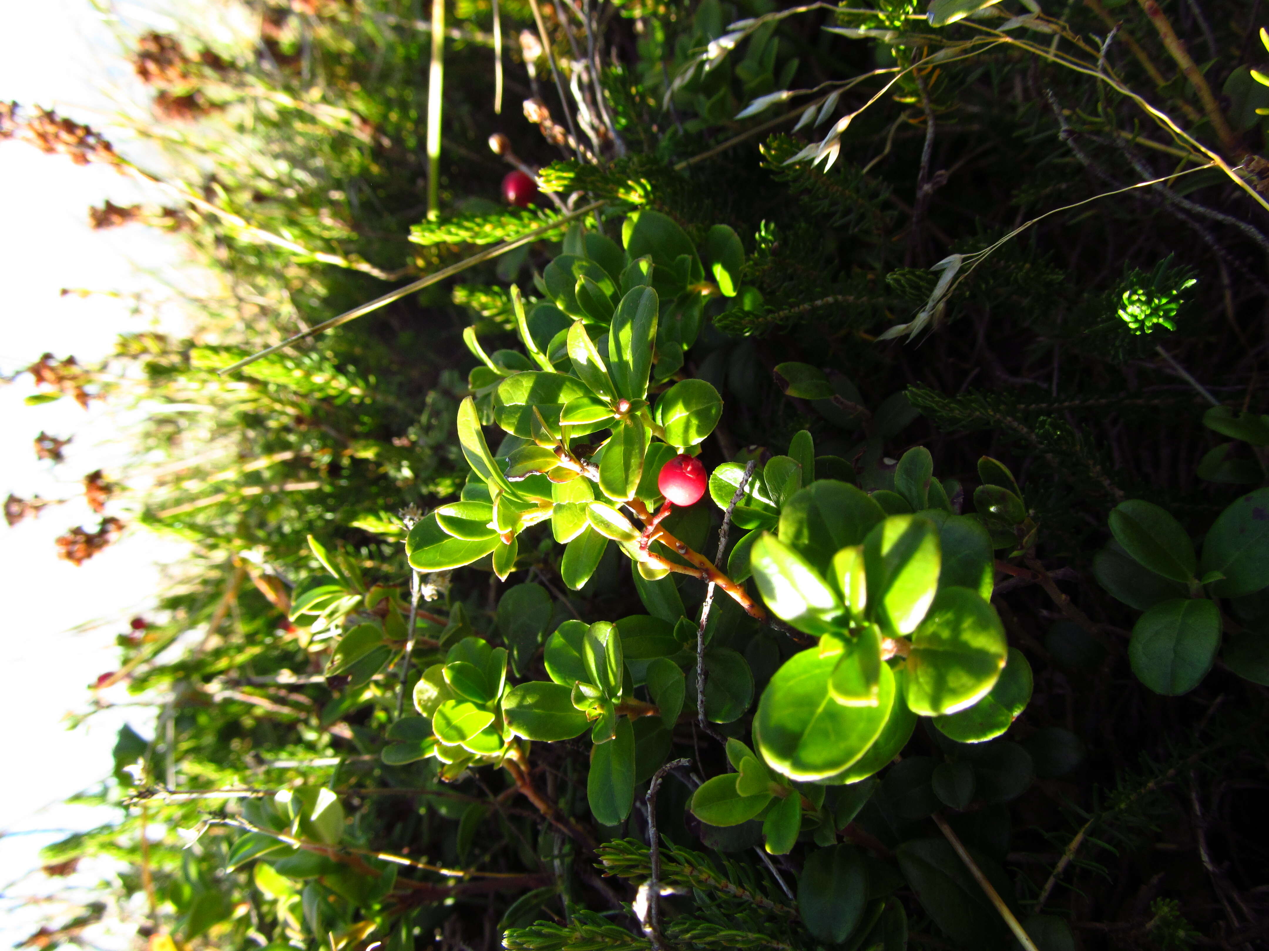 Image of lingonberry