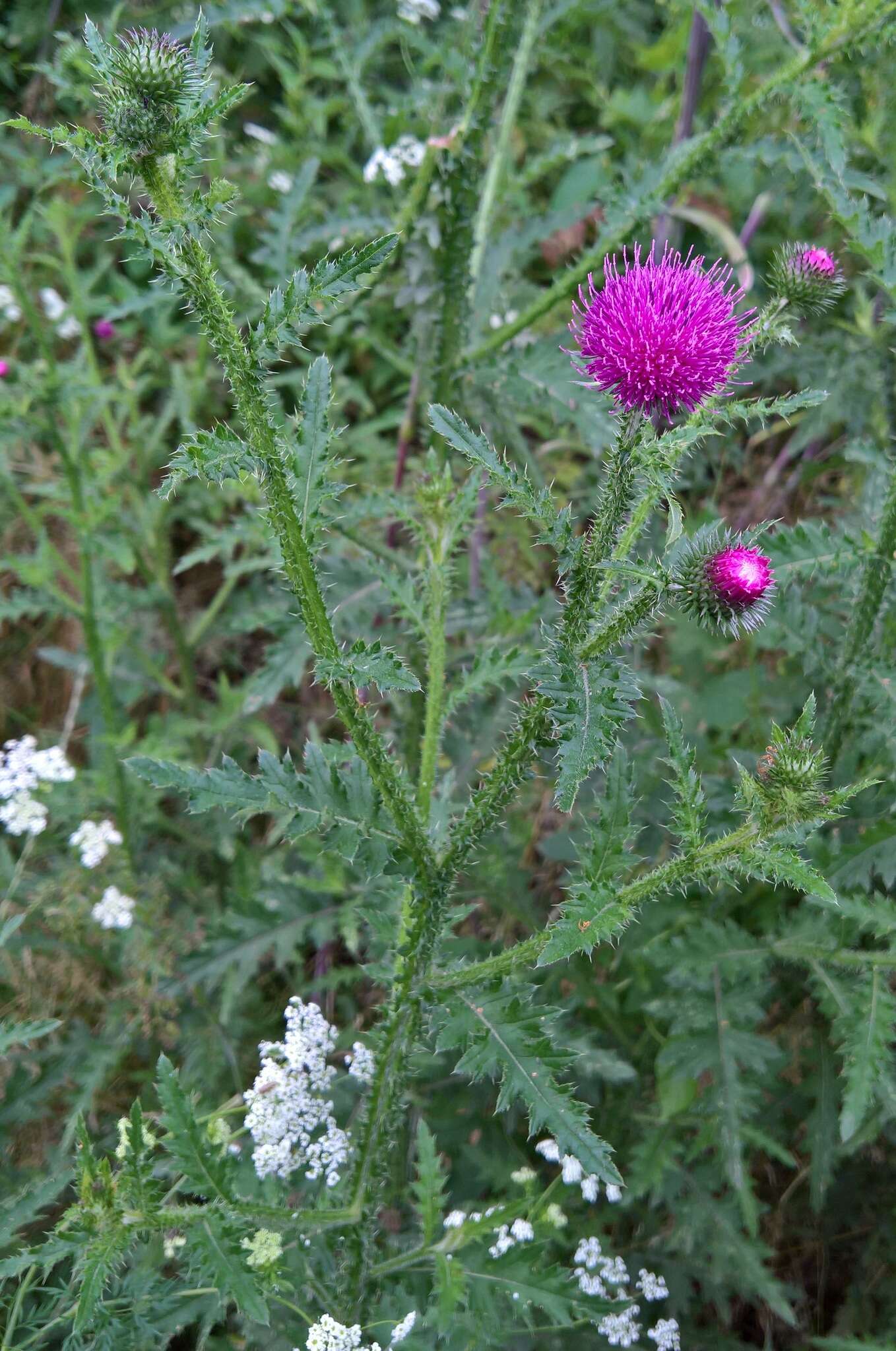 Image of Carduus crispus subsp. crispus