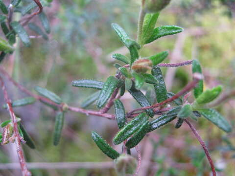 Hibbertia glebosa subsp. glebosa resmi