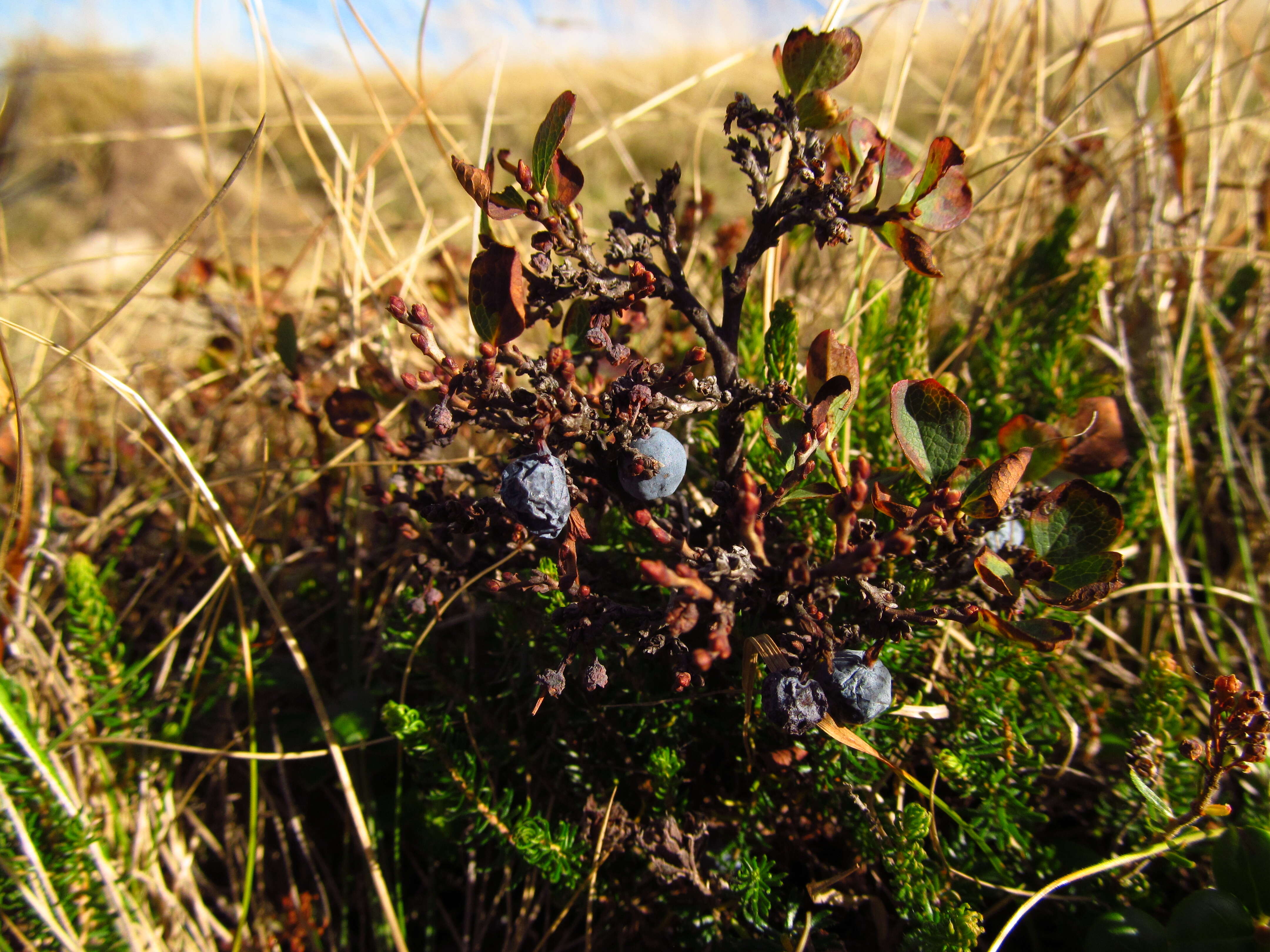 Image of alpine bilberry