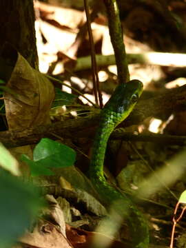 Image of South American Sipo