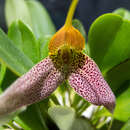 Image of Masdevallia decumana Königer