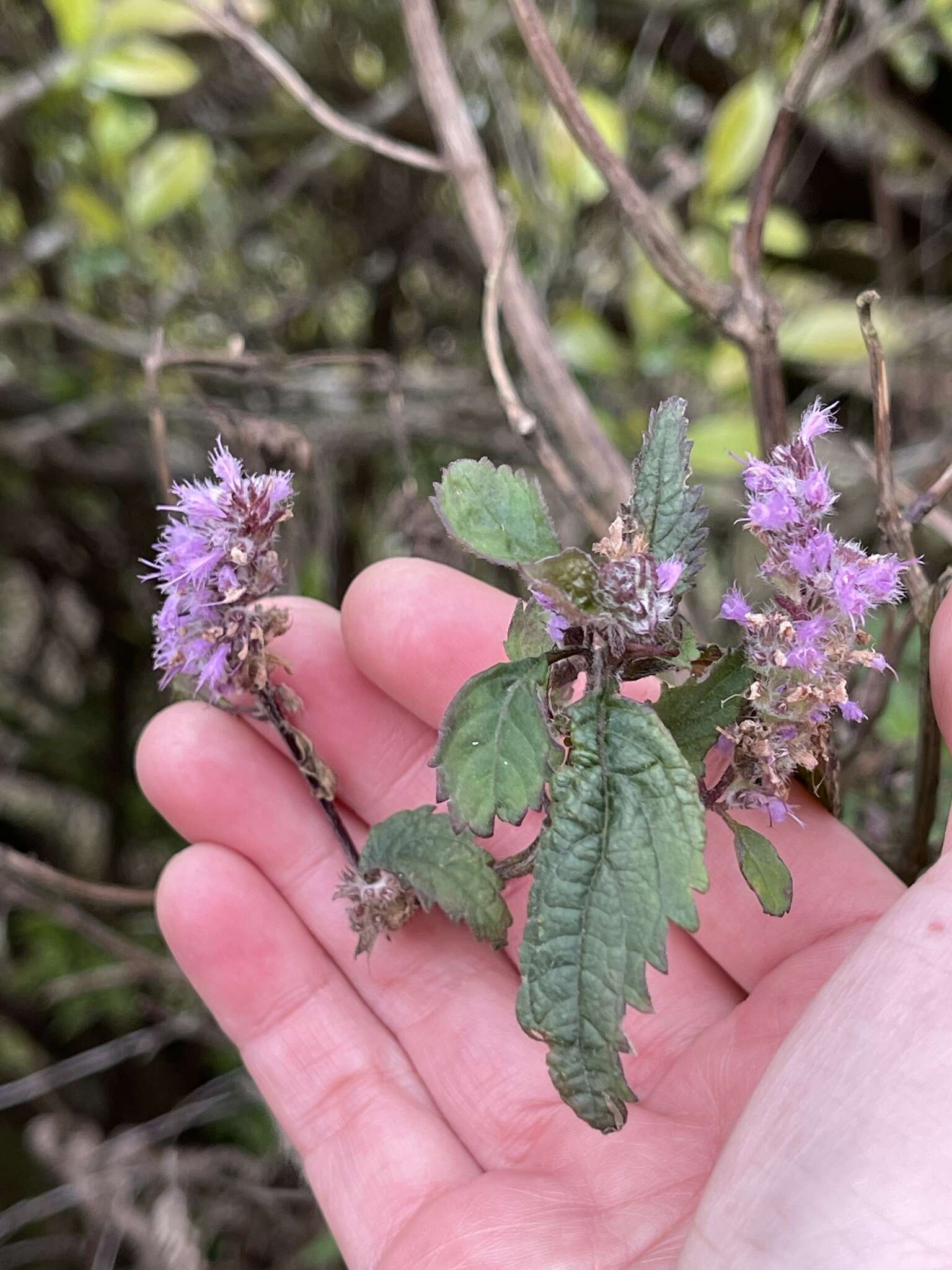 Image de Elsholtzia argyi H. Lév.