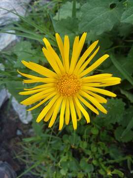 Image of Doronicum carpaticum (Griseb. & Schenk) Nym.