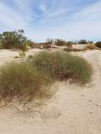 Image of Colorado Desert buckwheat