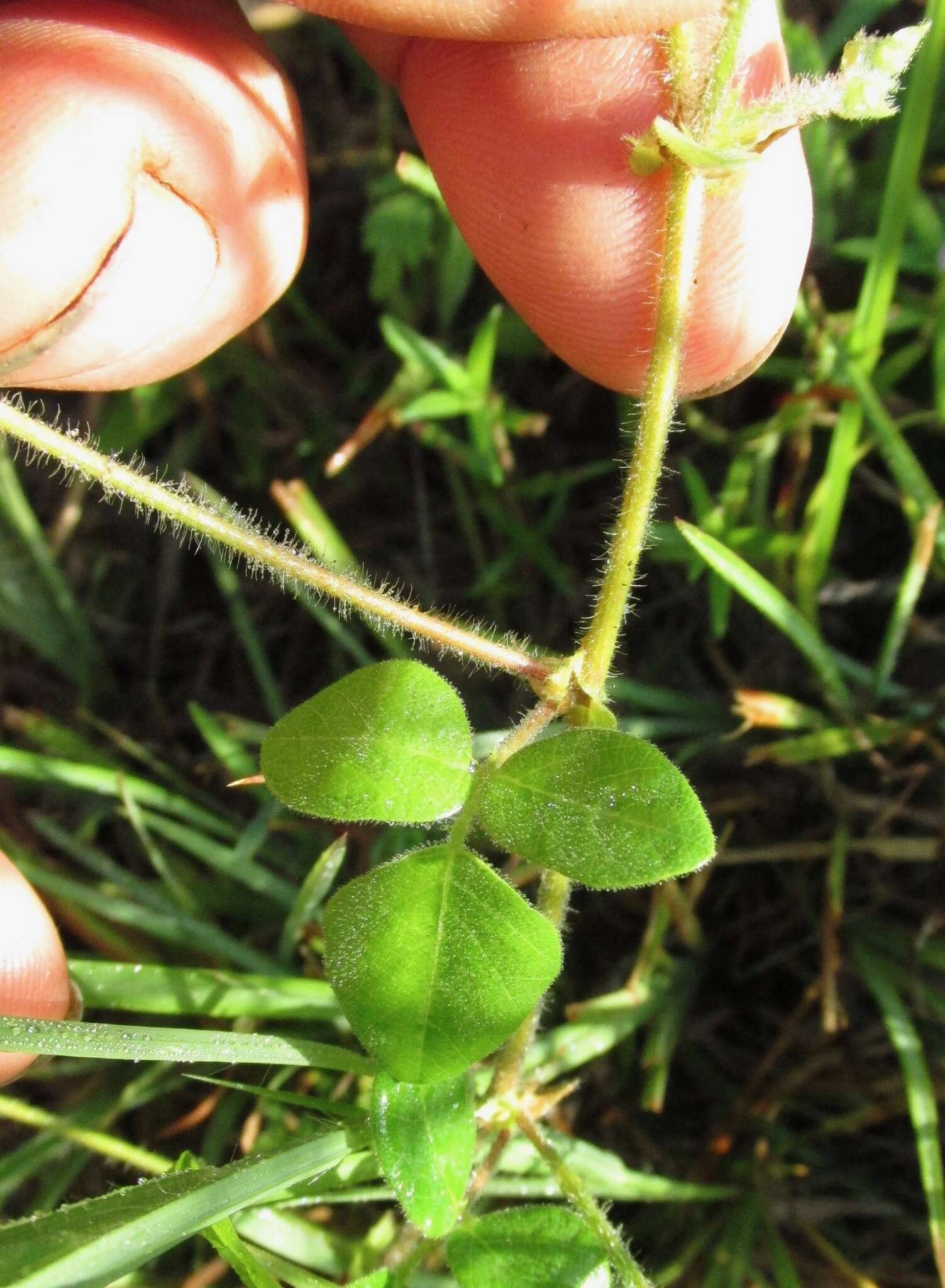 Imagem de Desmodium ochroleucum Canby