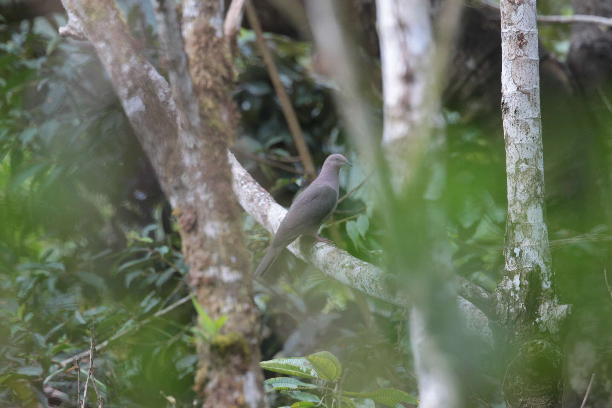 Image of Plumbeous Pigeon