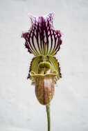 Слика од Paphiopedilum fairrieanum (Lindl.) Stein