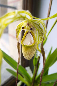 Image of Phragmipedium warszewiczianum (Rchb. fil.) Schltr.