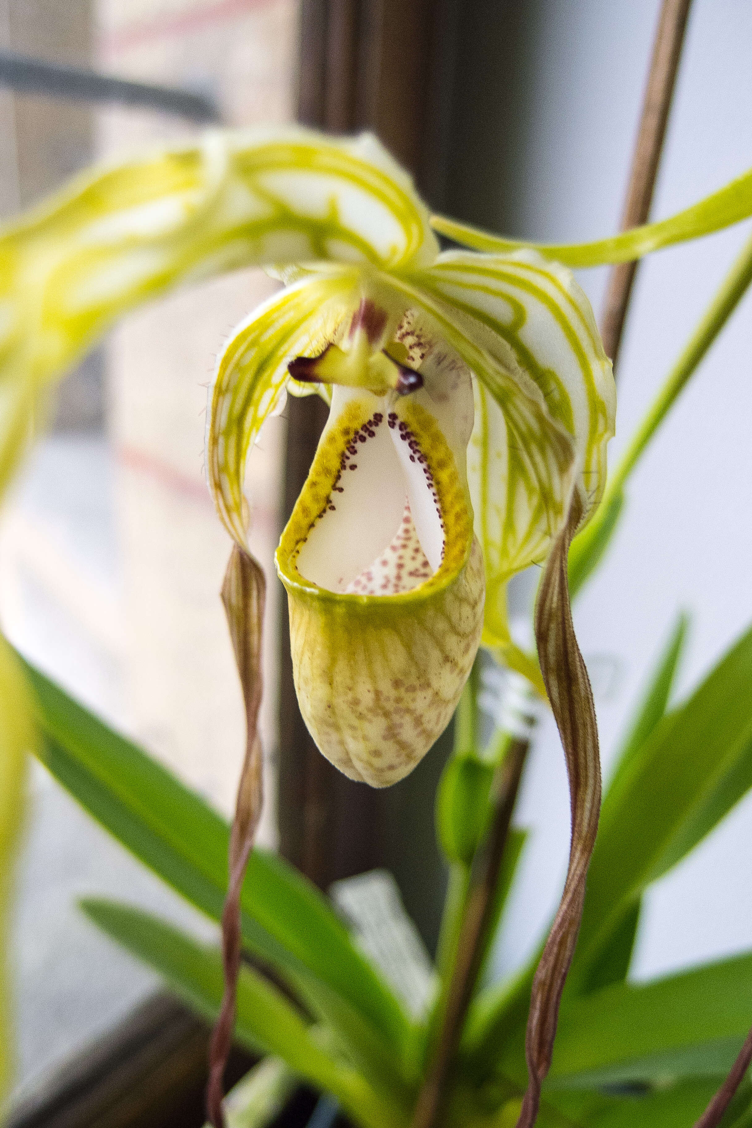 Image of Phragmipedium warszewiczianum (Rchb. fil.) Schltr.