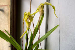 Image of Phragmipedium warszewiczianum (Rchb. fil.) Schltr.