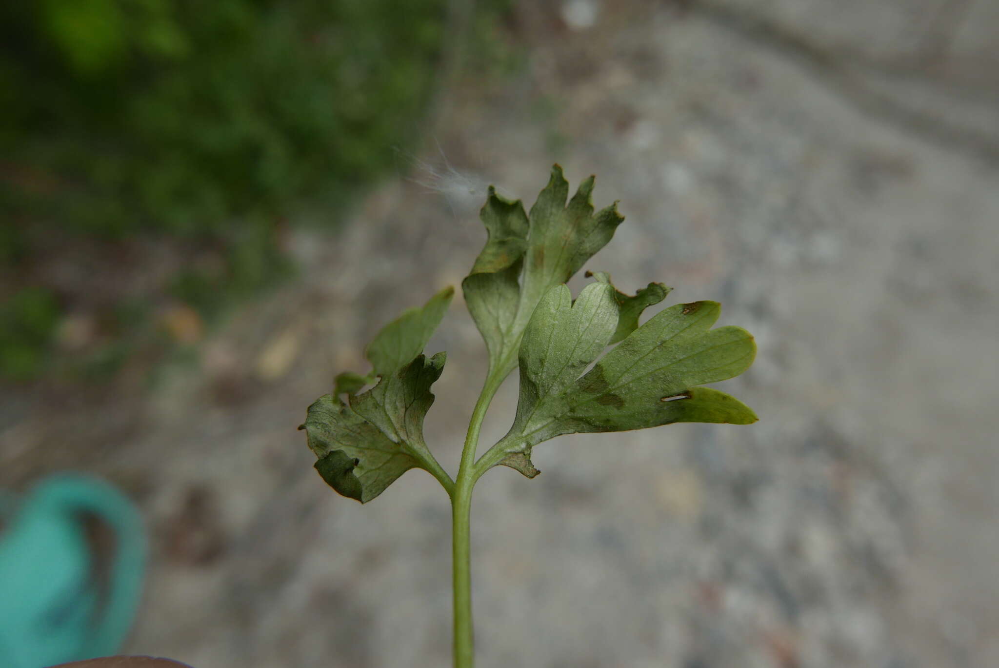 Image of Peronospora corydalis