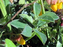 Image de Indigofera incana Thunb.