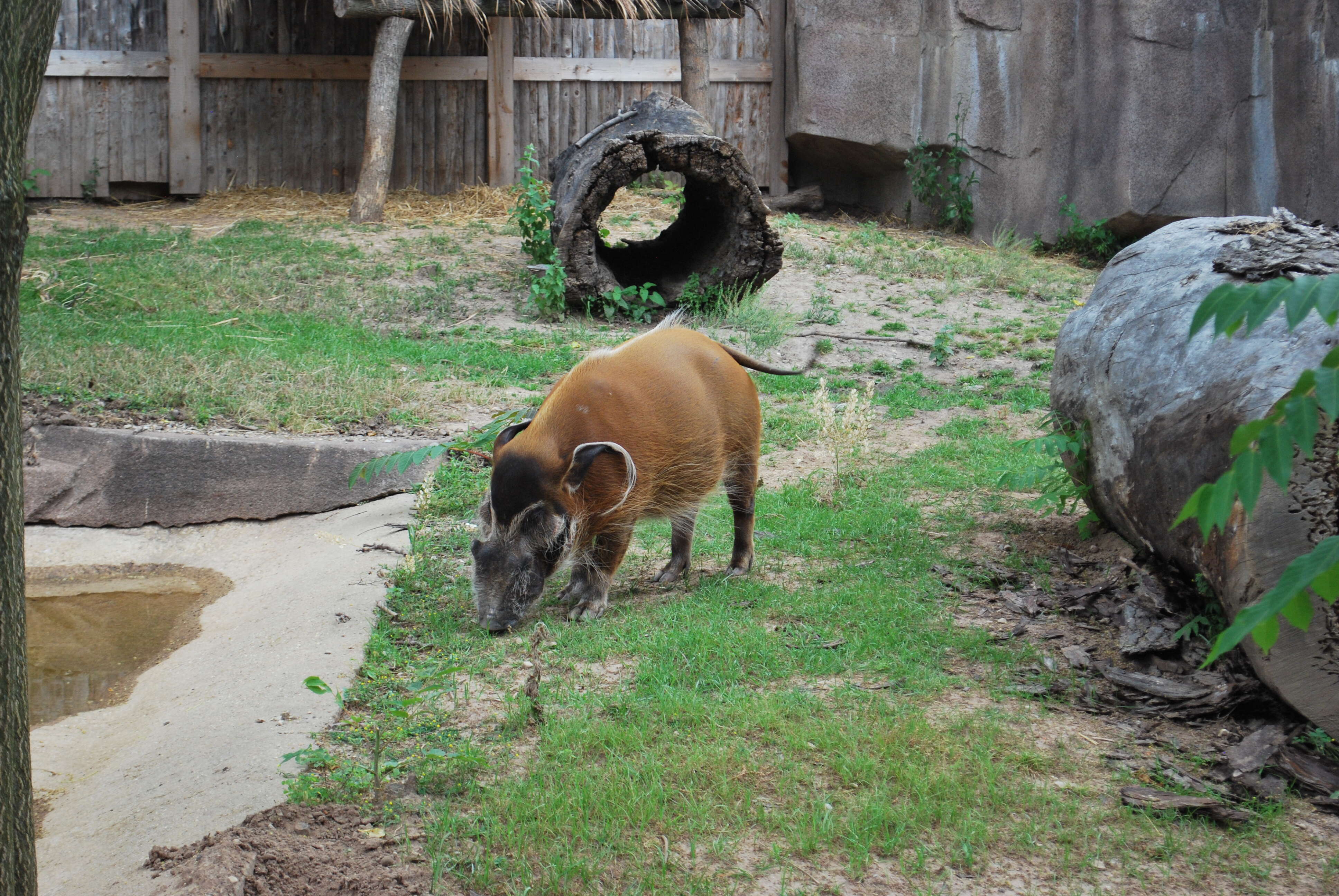 Image of African Bush Pig