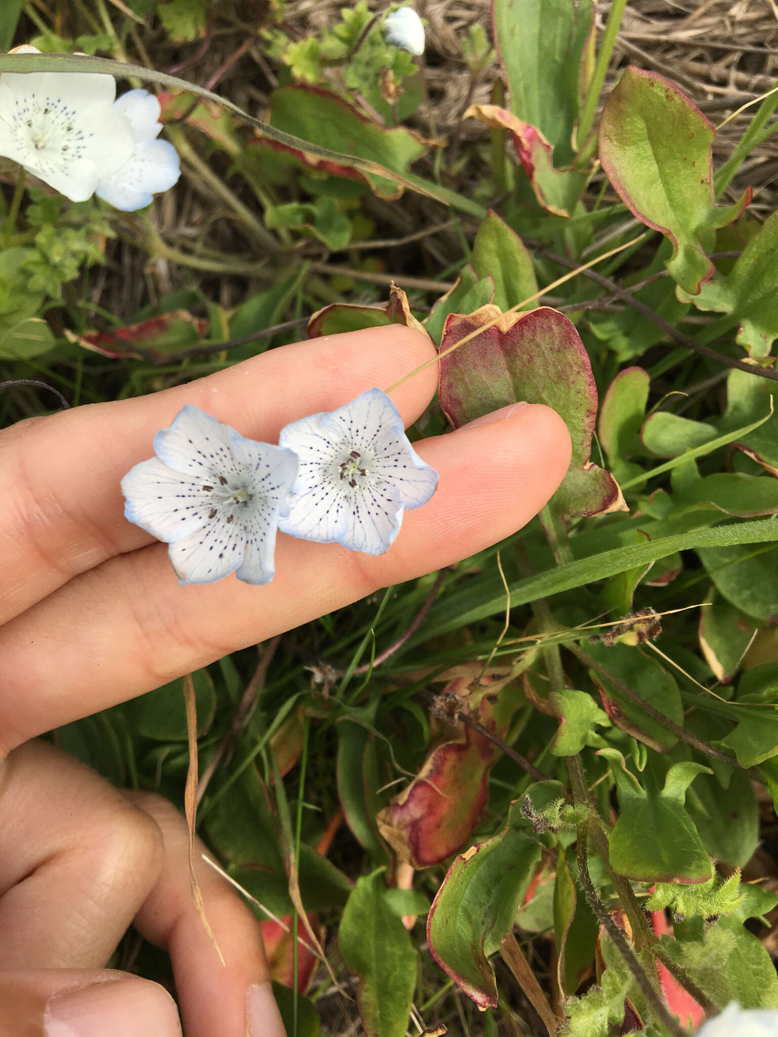 Imagem de Nemophila menziesii Hook. & Arnott