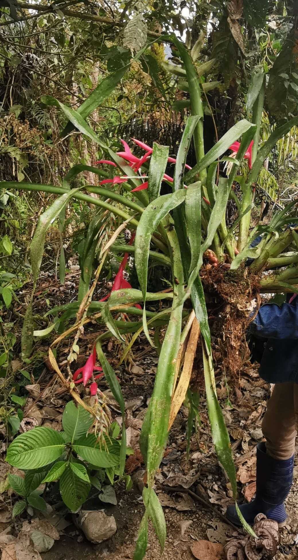 Image of Billbergia decora Poepp. & Endl.