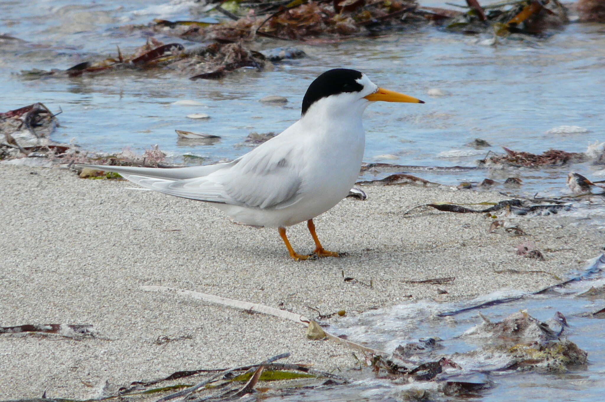 Image of Fairy Tern