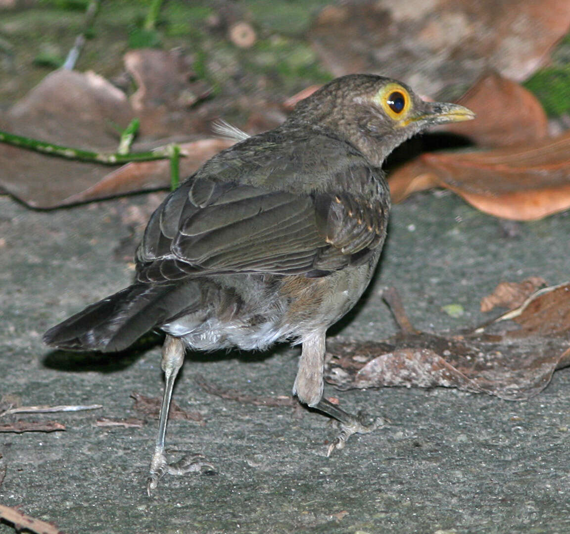 Image of Spectacled Thrush