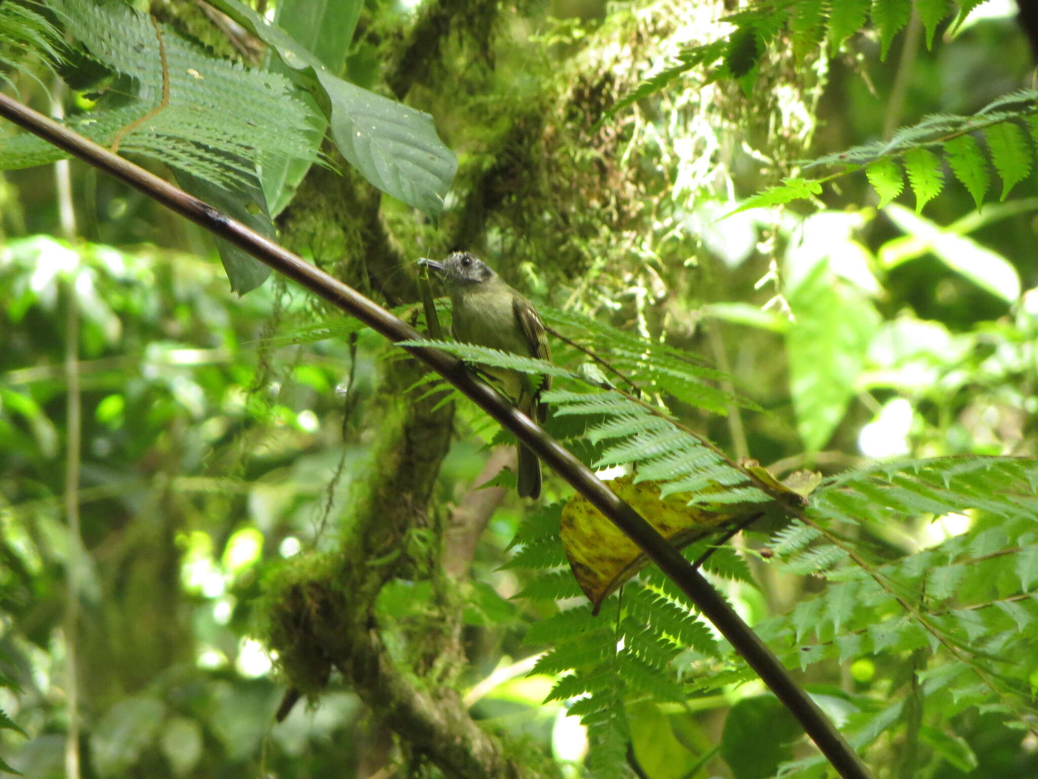 Image of Slaty-capped Flycatcher