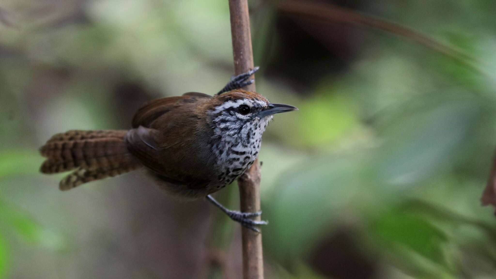 Image of Spot-breasted Wren