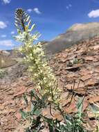 Image de Stanleya albescens M. E. Jones