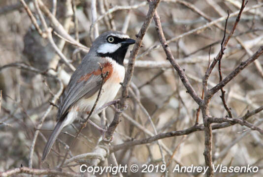 Image of Red-shouldered Vanga