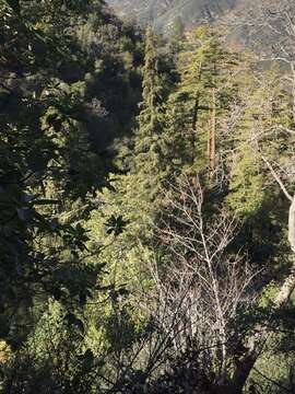 Image of Bristlecone Fir