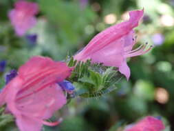 Plancia ëd Echium rosulatum Lange