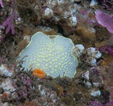 Image of Cadlina luteomarginata MacFarland 1966